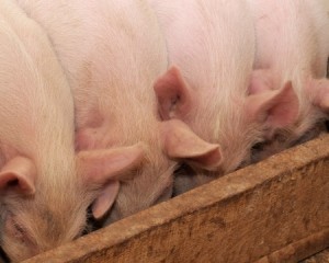 Feeding Frenzy at the trough 14289342_s